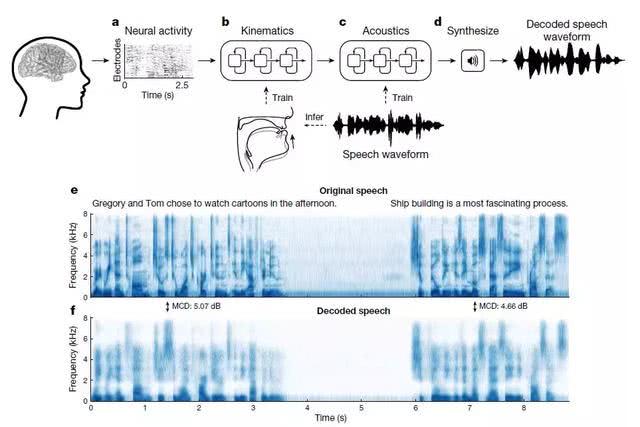 华裔科学家成功解码脑电波，AI直接从大脑中合成语音