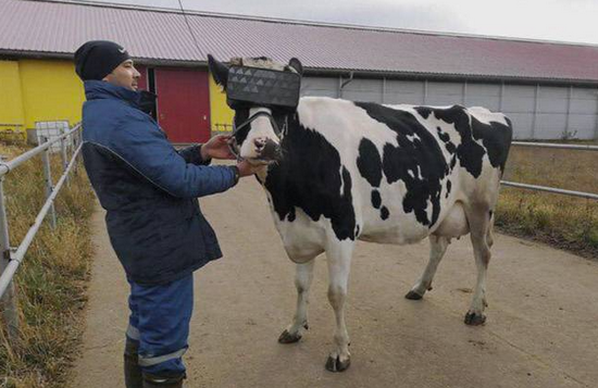 俄罗斯乳品公司RusMoloko尝试用VR技术增加牛乳产量